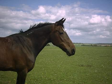 Traver Pixie Harvester R.I.P billede 3