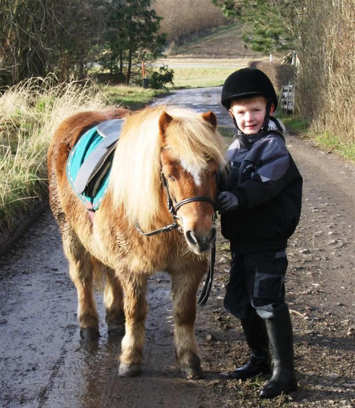 Shetlænder Sanne Bomlund  - Ib & Ib på tur ;-) billede 4