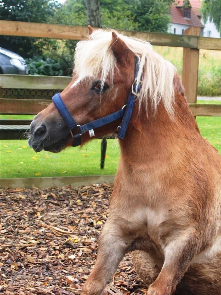Shetlænder Sanne Bomlund  - Sanne elsker at klø sig på maven, efter en rulletur billede 5