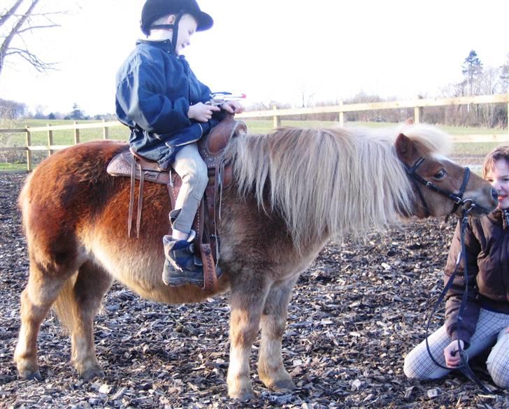 Shetlænder Sanne Bomlund  - Western-Sanne, min bror & jeg billede 6