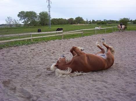 Haflinger Alexandra - Alexandra ruller sig på ridebanen. billede 3