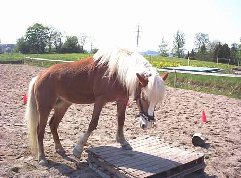 Haflinger Alexandra - Alexandra der "leger" på ridebanen. billede 4