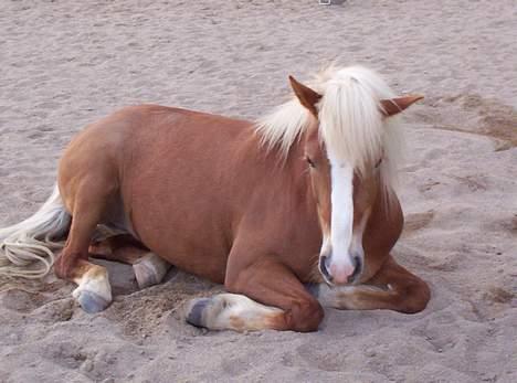 Haflinger Alexandra - Alexandra på ridebanen. billede 6