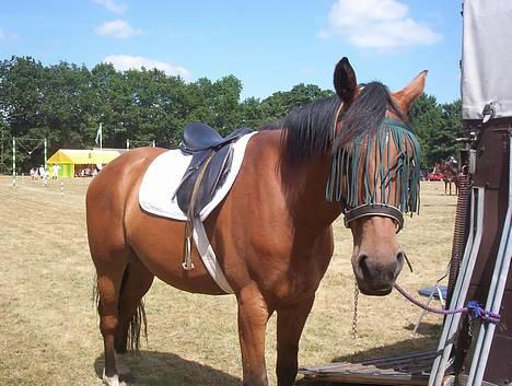 Holstener crossantino (solgt) - til ringridning i jyndevad hvor tino tar en lilli splapper... billede 4
