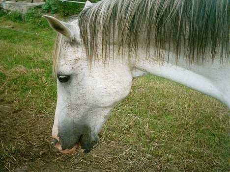 Arabisk fuldblod (OX) Aliman OX R.I.P. - Alimans hovede<3 sommeren 2005 billede 1