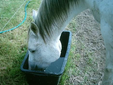 Arabisk fuldblod (OX) Aliman OX R.I.P. - Aliman var lidt tørstig.... sommeren 2005 billede 3