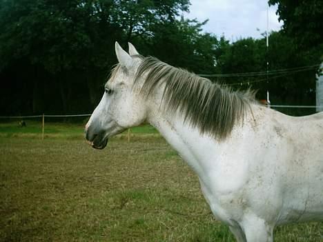Arabisk fuldblod (OX) Aliman OX R.I.P. - Hjemme på folden.... sommeren 2005 billede 4