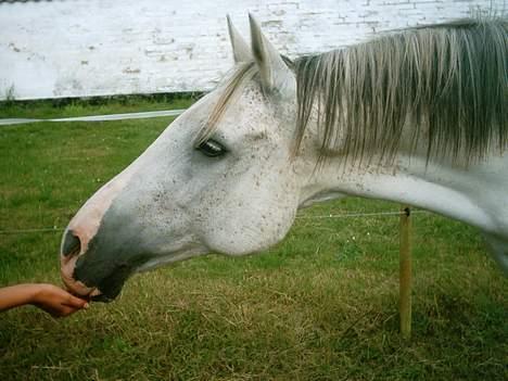 Arabisk fuldblod (OX) Aliman OX R.I.P. - Hjemme på folden... sommeren 2005 billede 5