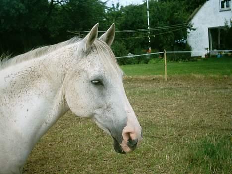 Arabisk fuldblod (OX) Aliman OX R.I.P. - Hjemme på folden... sommeren 205 billede 6