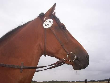 Holstener crossantino (solgt) - se miiiiggg.... billede 13