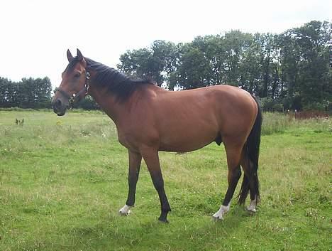 Holstener crossantino (solgt) - FRIIII juhuuu billede 15
