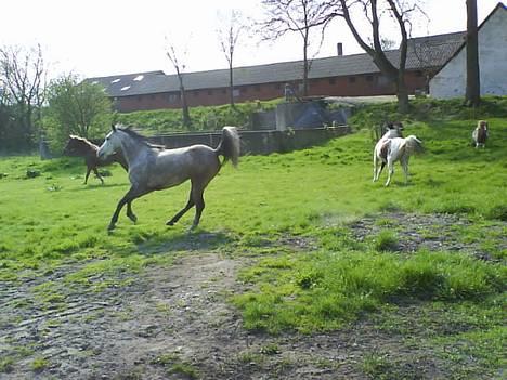 Anden særlig race Winnie *SOLGT* - Winnie i fuld galop. Hun er lige kommet på sommergræs. billede 6