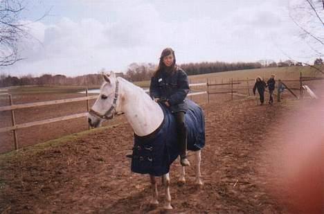 Connemara Jolly Jumper *SOLGT* - vi har lige hentet Jolly ind fra fold hvor han godt kan være lidt strid.. (forår) billede 1