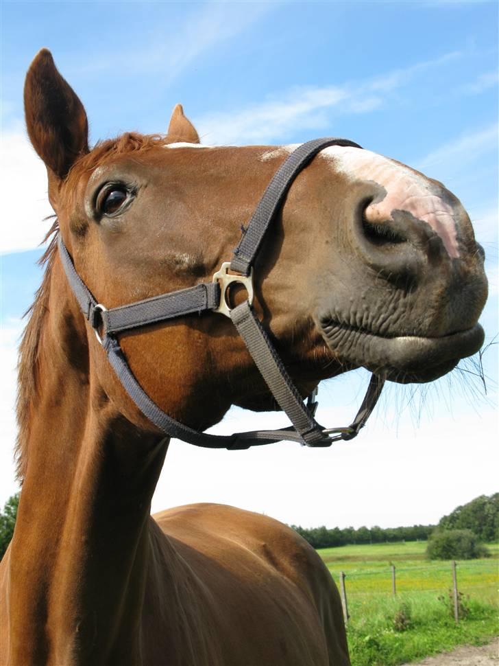 Dansk Varmblod C-Mol *For evigt elsket <3* - Smukke pruhest :) (Taget af BJÖRN) billede 10