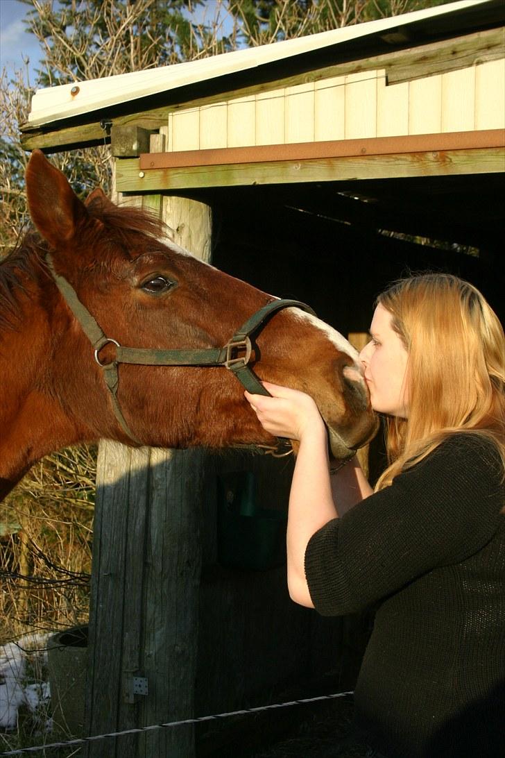 Dansk Varmblod C-Mol *For evigt elsket <3* - Får et lille mys af min Molle baby :´) billede 14