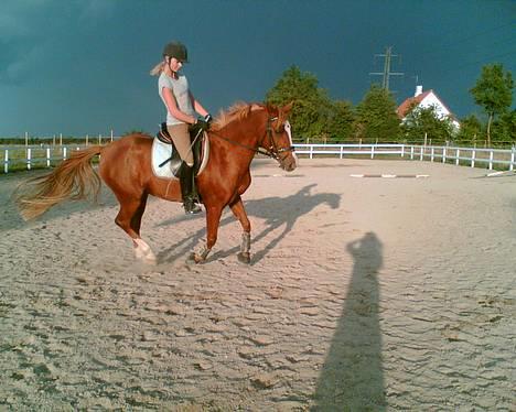 Hollandsk Sportspony Maxwell <,3 - Maxwell <3 billede 1