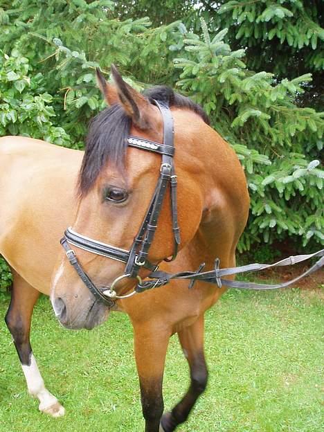 Anden særlig race Linaro - Er han ikk bar fin???? billede 13