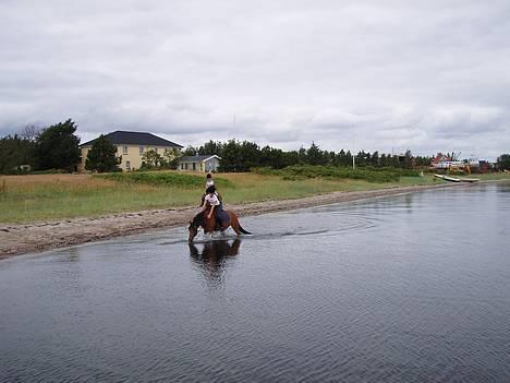 Anden særlig race Linaro - Her dykker han lig lidt ned i vandet hehe :o) billede 14
