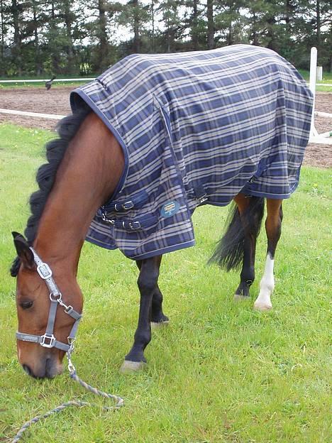 Anden særlig race Linaro - mmm lidt græs efter vi havde redet vores klasser...! billede 15