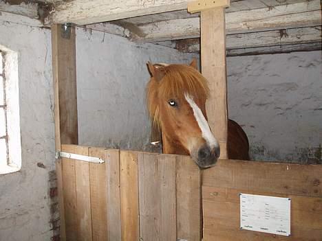 Islænder Ganti fra Valsgård billede 8