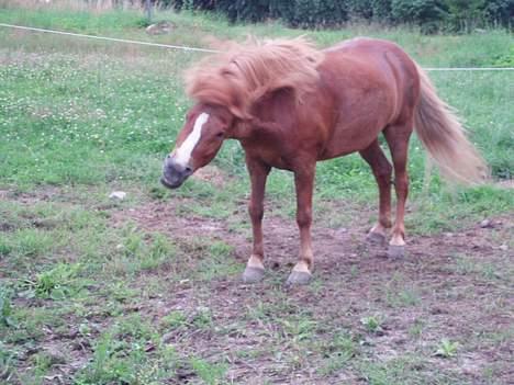 Islænder Ganti fra Valsgård billede 9