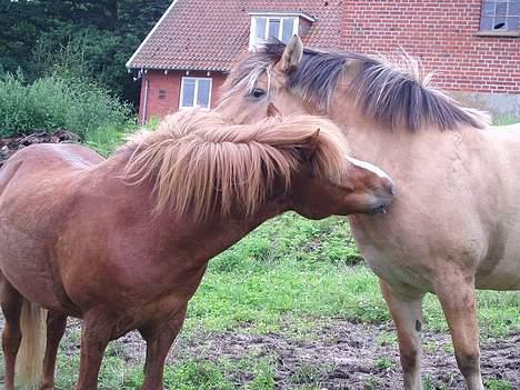 Islænder Ganti fra Valsgård billede 10