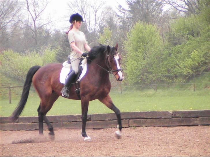 Dansk Varmblod Calypso Alsidig billede 1