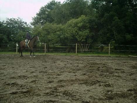 Dansk Varmblod Calypso Alsidig billede 2