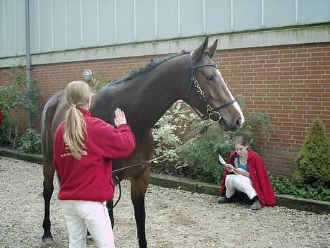 Dansk Varmblod Calypso Alsidig - lige før vi skal begynde med oprangen :) billede 3