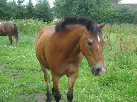 Anden særlig race My Lucky Lukas<3 - Solgt  - Lukas den smukke D. 30.07.05  Fotograf: TrillO billede 5