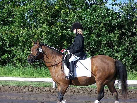 New Forest Lajka R.I.P - Stævne på JMR (Jetsmark rideklub) billede 3