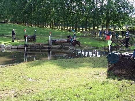Svensk Varmblod Cavall billede 16