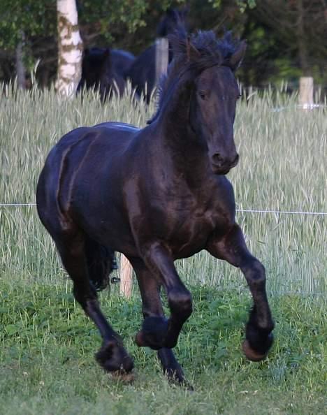 Frieser Jelle - Jelle i fuld fart på folden. Elsker dette galop-billede billede 1