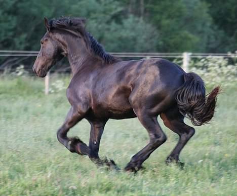 Frieser Jelle - mere galop billede 2