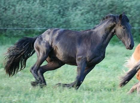 Frieser Jelle - Og så er vi i galop igen. Vi har fået nyt kamera. Er ret stolt af skarpheden i fx dette billede billede 6