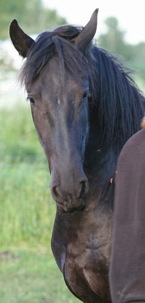 Frieser Jelle - Og sluttede af med en hyggesnak med sin mor billede 10