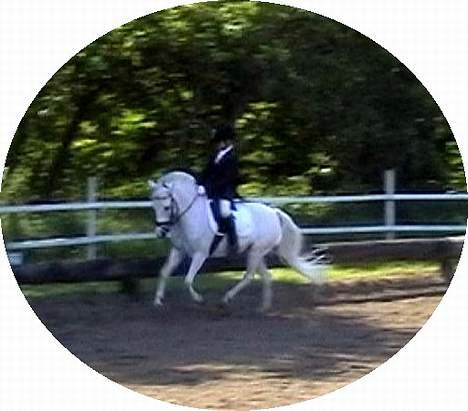 Anden særlig race Cindy - Kasper (ejeren) og Cindy til C-stævne i Egtved! :)  billede 15