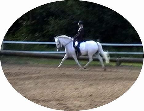 Anden særlig race Cindy - Smukke Cindy og Kasper til C-stævne i Egtved! ;)  billede 16