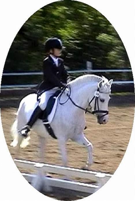 Anden særlig race Cindy - Dejlige Cindy og Kasper i galop! :) De passer bare så godt sammen! :)  billede 17