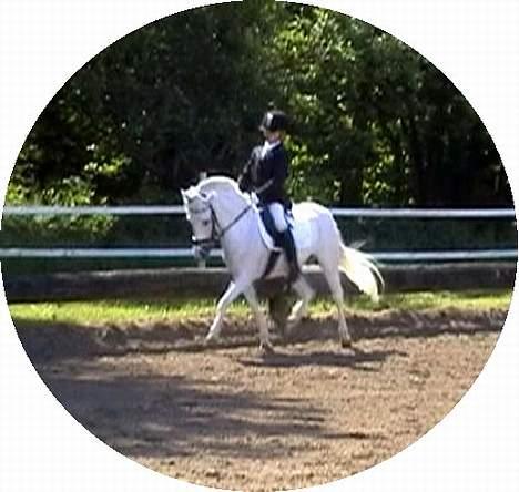 Anden særlig race Cindy - Kasper og Cindy i en meget flot trav! :) De kan bare det der..! ;)  billede 18