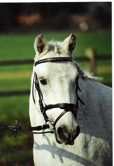 Welsh Mountain (sec A) Patrick Swayze - Swayze <3 billede 1