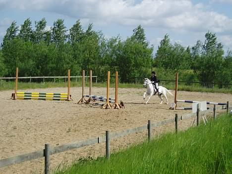 Welsh Mountain (sec A) Patrick Swayze - Til springstævne i Gundsømagle billede 2