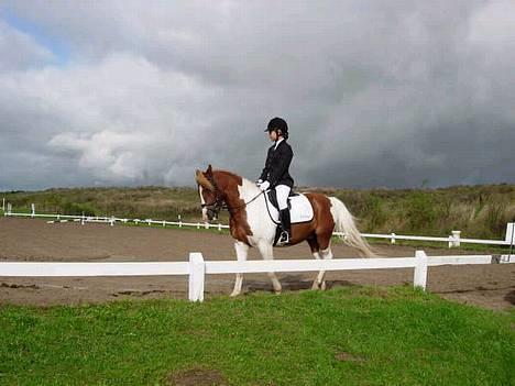 Pinto Mikki - Skridt... Lb1 . VANDT ;D billede 3