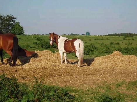 Pinto Mikki - Mikki på fold! (d.16/6 06) billede 4