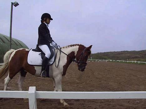 Pinto Mikki - Trav Diernæs. VANDT :D billede 5