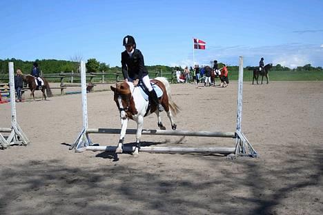 Pinto Mikki - Mikki springer (Vantinge 3-4-5 Juni) billede 6