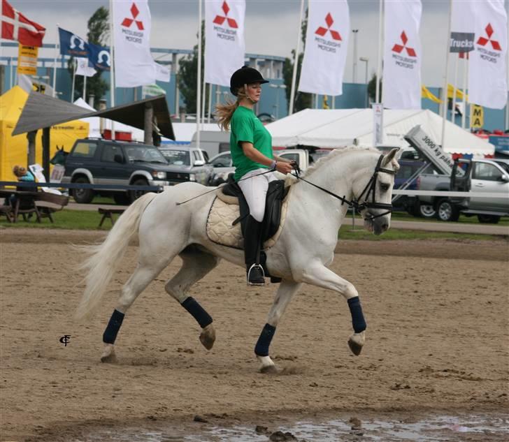 Connemara Veddinge Fit-For-Fight - En dressurklasse for sjov til landsskuet i Herning d. 6/7-07 (: (Han var meeeget spændt) billede 16