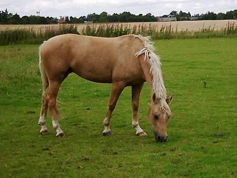 Palomino Imke #SOLGT# - På folden billede 2