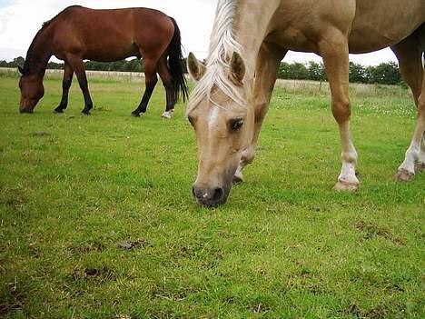 Palomino Imke #SOLGT# - Dejlig pony billede 6
