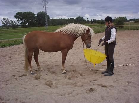 Haflinger Alexandra - Alexandra og jeg, her "leger" vi med paraply. billede 7